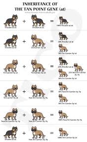 Tri American Bully Breeding Chart Bully Pitbull Bully Dog