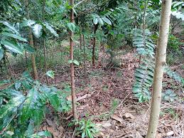 Image result for Allophylus ferrugineus