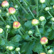 For anywhere else in the country, get your mums in the ground in spring if you want them to return next year. Mums Are Not Flowering Tips On How To Keep Chrysanthemums Blooming
