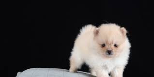 Die reifephase erkannt man bei der hündin an der ersten läufigkeit, beim rüden, wenn sie beginnen, dass beinchen zu heben. Qualzucht Im Fokus Teacup Hunde Wtg Welttierschutzgesellschaft