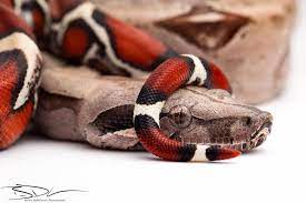 Incredible Boa Boa Constrictor Close Up Credit Brian Demeester For More Pics Videos Articles Visit Herpkee Red Tail Boa Cute Reptiles Boa Constrictor
