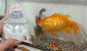 Maybe you would like to learn more about one of these? How Many Goldfish In A 10 Gallon Tank Is Appropriate Quora