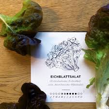 Pin Von Saisonkalender Auf Saisonkalender Saisonkalender Obst Und Gemuse Eichblattsalat Saisonkalender
