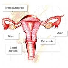 • „nu știu câte zile sau săptămâni mai am.sunt in stadiul 4 de cancer. Cancerul De Col Uterin Simptome Èi Tratament Donna Medical Center