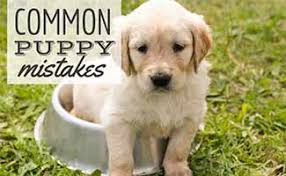All from our global community of musicians and sound engineers. Common Puppy Mistakes 4 Things New Owners Need To Know Caninejournal Com