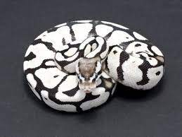 Pin On Ball Pythons