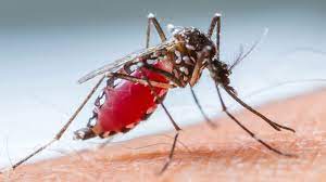 It was a beautifully simple idea. Want To Repel Mosquitoes Don T Use Citronella Candles Science Aaas