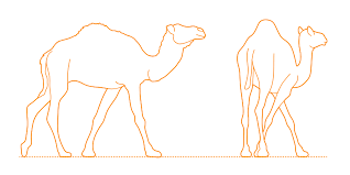 Usually when you wear tight clothes. Dromedary Camel Dimensions Drawings Dimensions Com
