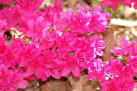 We did not find results for: Azalea Encore A Hybrid Azalea Bred To Bloom Again And Again And