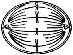 Maintaining the chromosome number during cell division. The Diagram Given Below Represents A Stage During Cell Division Study The Same And Answer The Questions That Follow Sarthaks Econnect Largest Online Education Community
