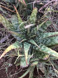 Image result for Aloe cameronii × greatheadii
