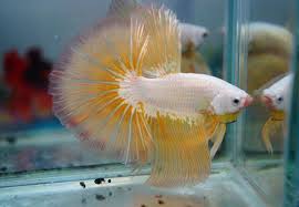 Yellow Dragon Yellow Dragon Betta Fish Siamese Fighting Fish