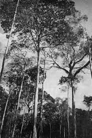 Image result for Oldfieldia macrocarpa