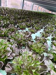 (classes used in njdep mapping programs shown in bold). Urban Agriculture Wikipedia