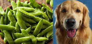 Can Dogs Eat Sugar Snap Peas The Goldens Club