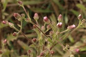 Image result for Pseudoconyza