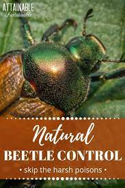 Chinese Rose Beetles And The Japanese Beetle Can Wreak Havoc In A Hurry Here Are Two Methods Of Natural Japane Japanese Beetle Control Japanese Beetles Beetle