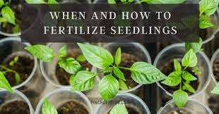 I ordered my tomato seeds from seed savers exchange online and got about 6 different heirloom i separated my tomato seedlings when they were about a month and half old. Pin On Quick Saves