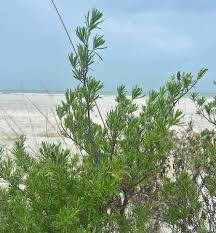 Image result for Suriana maritima