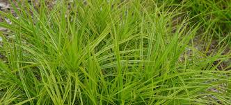 Image result for Carex petitiana