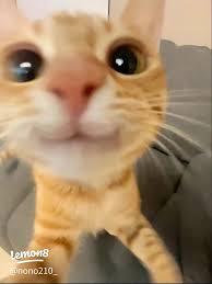 Adorable Silly Kitty Photos to Brighten Your Day