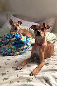 We did not find results for: These Orlando Based Puppies Are Up For Adoption And In Need Of A Good Home