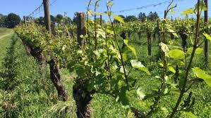 Image result for grape pruning
