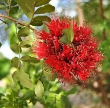 Image result for Schotia capitata