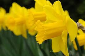 Narcissus 39 Carlton 39 Large Cupped Daffodil Daffodil Bulbs Daffodils Deer Resistant Perennials