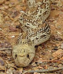 Sonoran Gopher Snake Pituophis Catenifer Affinis 51318 Snake Gopher Lizard