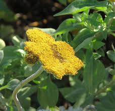 Image result for Helichrysum umbraculigerum