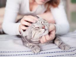 Cats also tend to be much less reliant on people than dogs are. Cat Acting Strangely Here S What It Could Mean Thecatsite Articles