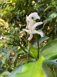 Image result for Tabernaemontana ventricosa