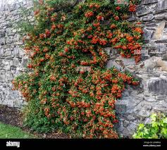 Image result for Pyracantha coccinea red column