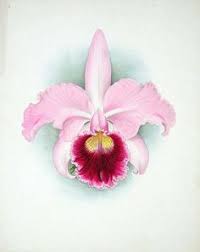 Orchid Cattleya Enid Orchid Flower Tattoos Orchid Drawing Flower Drawing
