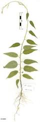 Image result for Jacquemontia paniculata