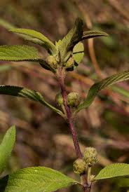 Image result for Lippia javanica