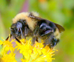 Image result for Bombus flavidus