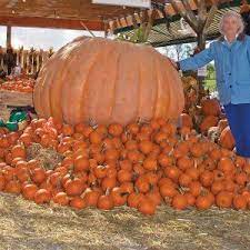 Dills Atlantic Giant Competition Pumpkin 5 Seeds Pumpkin Pumpkin Vegetable Giant Pumpkin Seeds