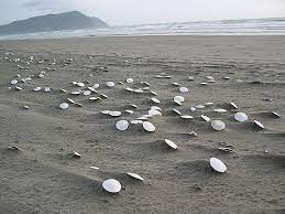 The hunt is on for the legendary sand shell on morro bay strand. There S A Gorgeous Sand Dollar Beach In Oregon And You Must Go That Oregon Life
