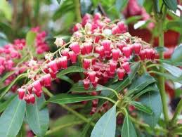Image result for Pieris japonský debutante obrázek