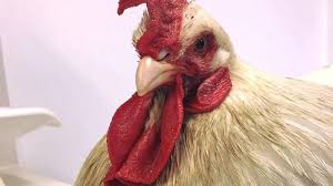 Cukup sampai disini informasi mengenai gambar ilustrasi ayam betina yang dapat anda simak di. Ini Dia Olive Si Ayam Betina Transeksual Yang Berubah Menjadi Ayam Jago Tribun Jambi