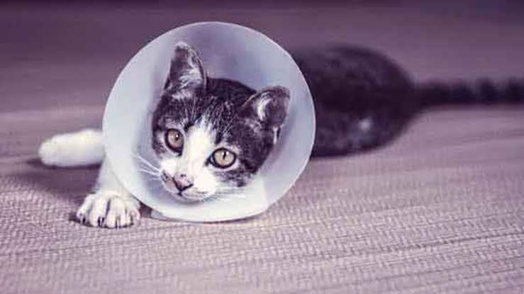 Warning Signs of a Sick Cat | PetCareRx