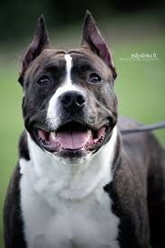 Contrary to its tough appearance, the stafford is a gentle dog breed. American Staffordshire Terrier Cute Dogs Breeds Staffordshire Terrier American Staffordshire