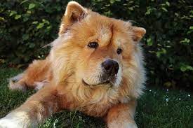 So, do chow chows actually shed that much? Do Chow Chows Shed 4 Reasons For Chow Shedding