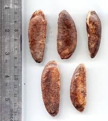 Image result for Diospyros gabunensis