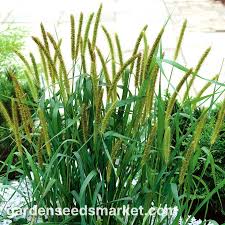 Image result for Setaria longiseta