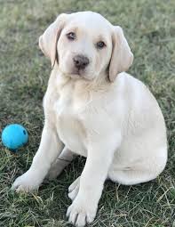 Bringing a labrador into your life is a very big decision. Shiloh Our Very First Champagne Labrador Labrador Retriever Labrador Labrador Puppy