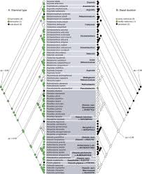 Image result for Dissotis melleri