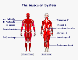 A muscle consists of many muscle tissues bundled together and surrounded by epimysium, a tough connective tissue similar to cartilage. Muscles In The Body Gcse Png Download Gcse Pe Muscle Diagram Transparent Png Kindpng